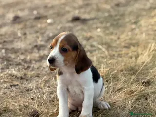 Beagle perros Cachorros Beagle - Anuncio 10