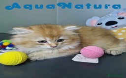 Británico de Pelo Largo gatos en venta:  British Longhair Macho 4517 AQUANATURA - Imagen 6