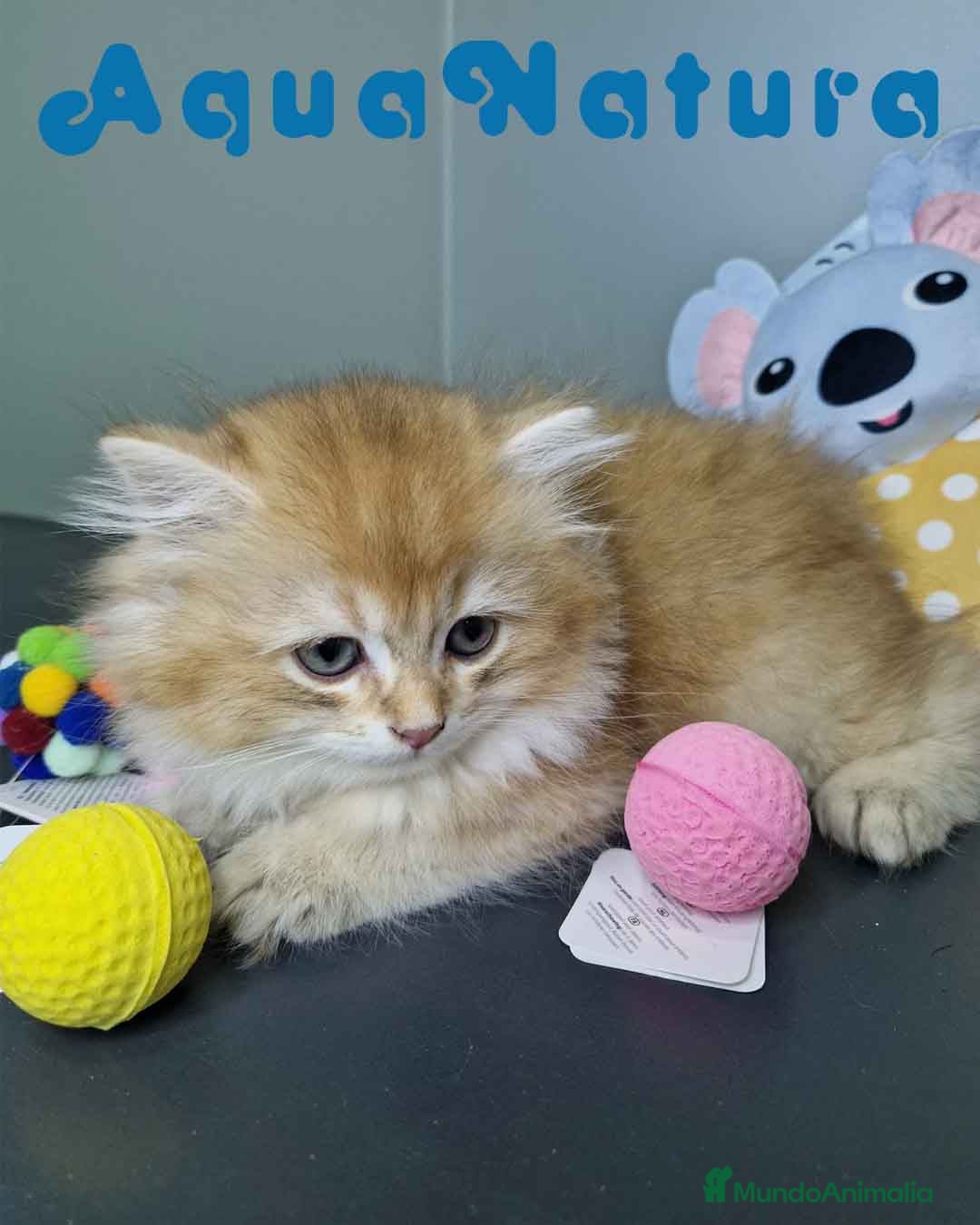 Británico de Pelo Largo gatos en venta:  British Longhair Macho 4517 AQUANATURA - Imagen 6