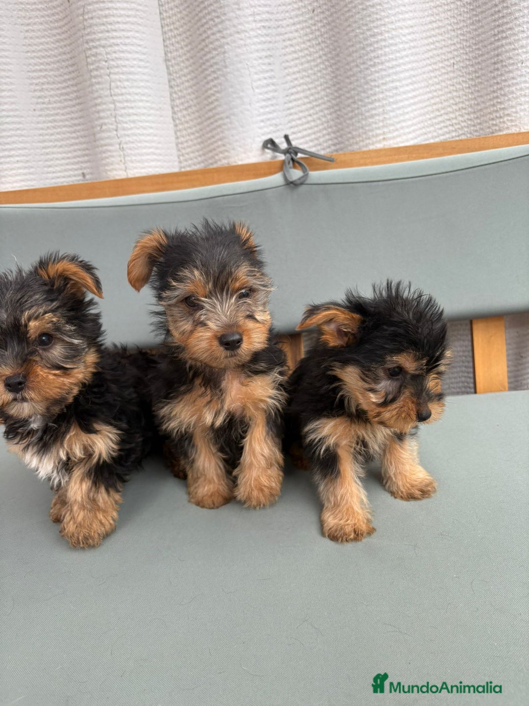 Yorkshire Terrier perros en venta: Yorkshire toy - Imagen 3