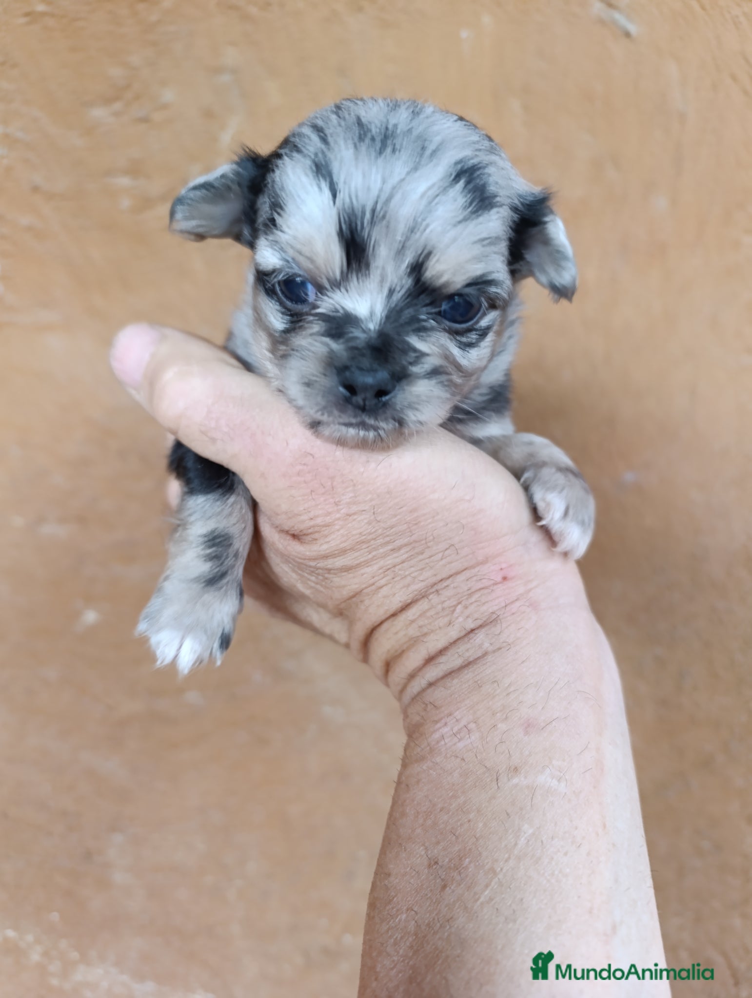 Chihuahua perros chihuahua pelo largo - Anuncio 7