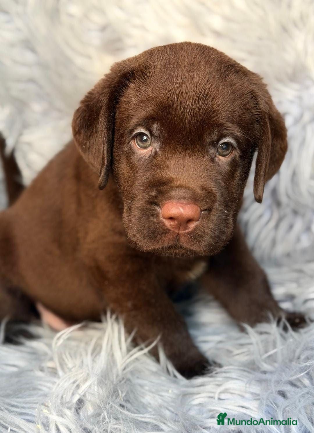 Labrador Retriever perros LABRADOR CHOCOLATE - Anuncio 1