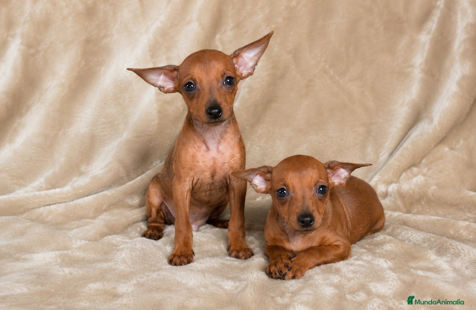 Pinscher Miniatura perros Pinscher miniatura rojos🐶🔥🐾 - Anuncio 1
