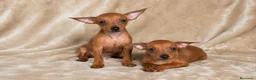 Pinscher Miniatura perros en venta: Pinscher miniatura rojos🐶🔥🐾 - Anuncio 1