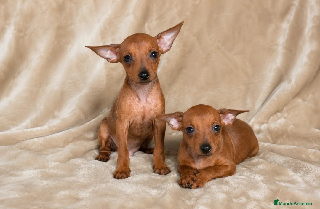 Pinscher Miniatura perros en venta: Pinscher miniatura rojos🐶🔥🐾 - Anuncio 1
