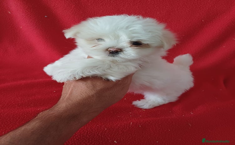Bichón Maltés perros - Anuncio 4