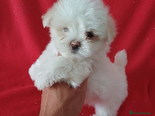 Bichón Maltés perros - Anuncio 3