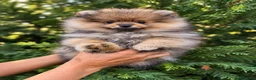 Pomerania perros en venta: Hembras Pomerania naranja sable - Anuncio 2