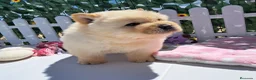 Chow Chow perros en venta: Bebés Chow-Chow machos  - Anuncio 2