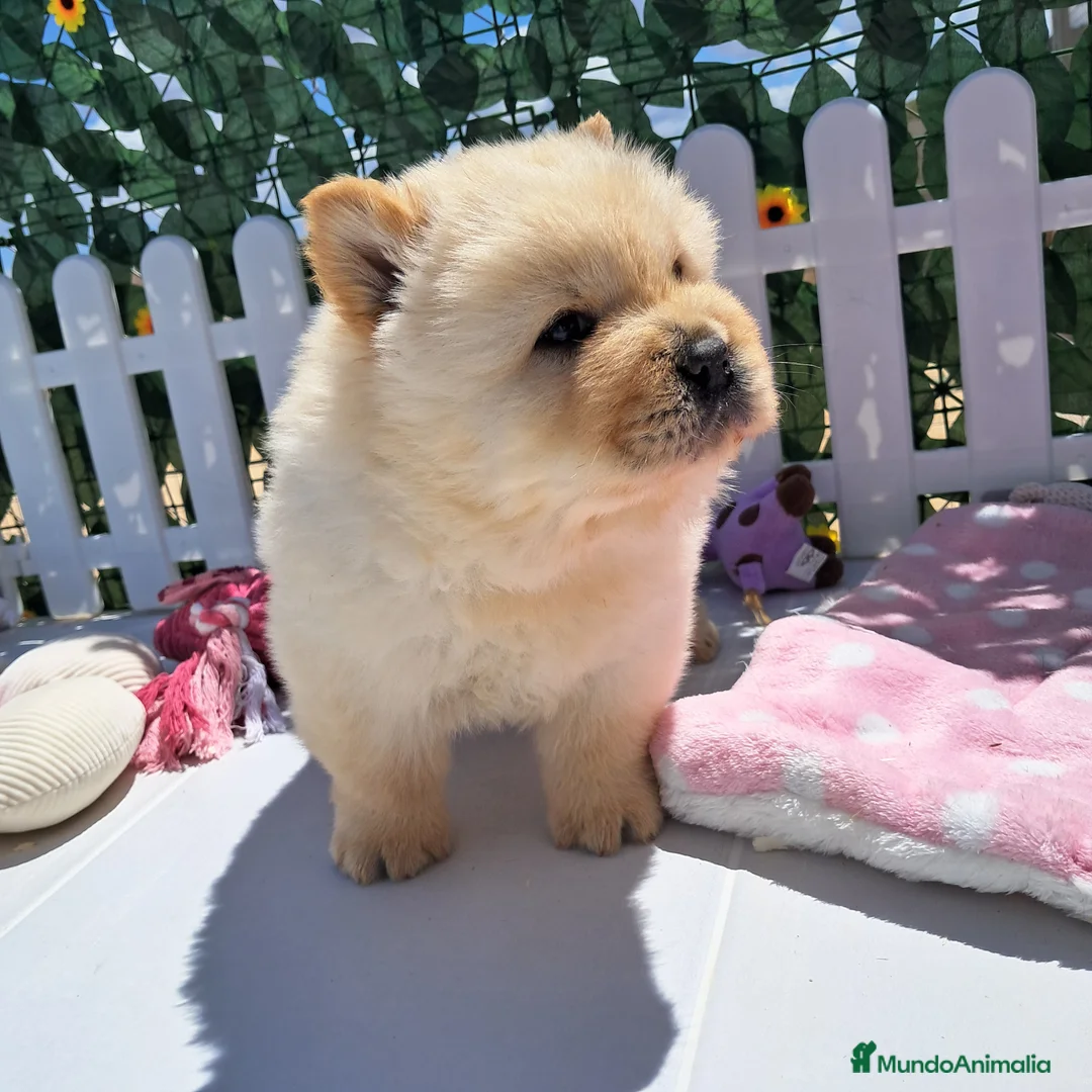 Chow Chow perros en venta: Bebés Chow-Chow machos  - Anuncio 2