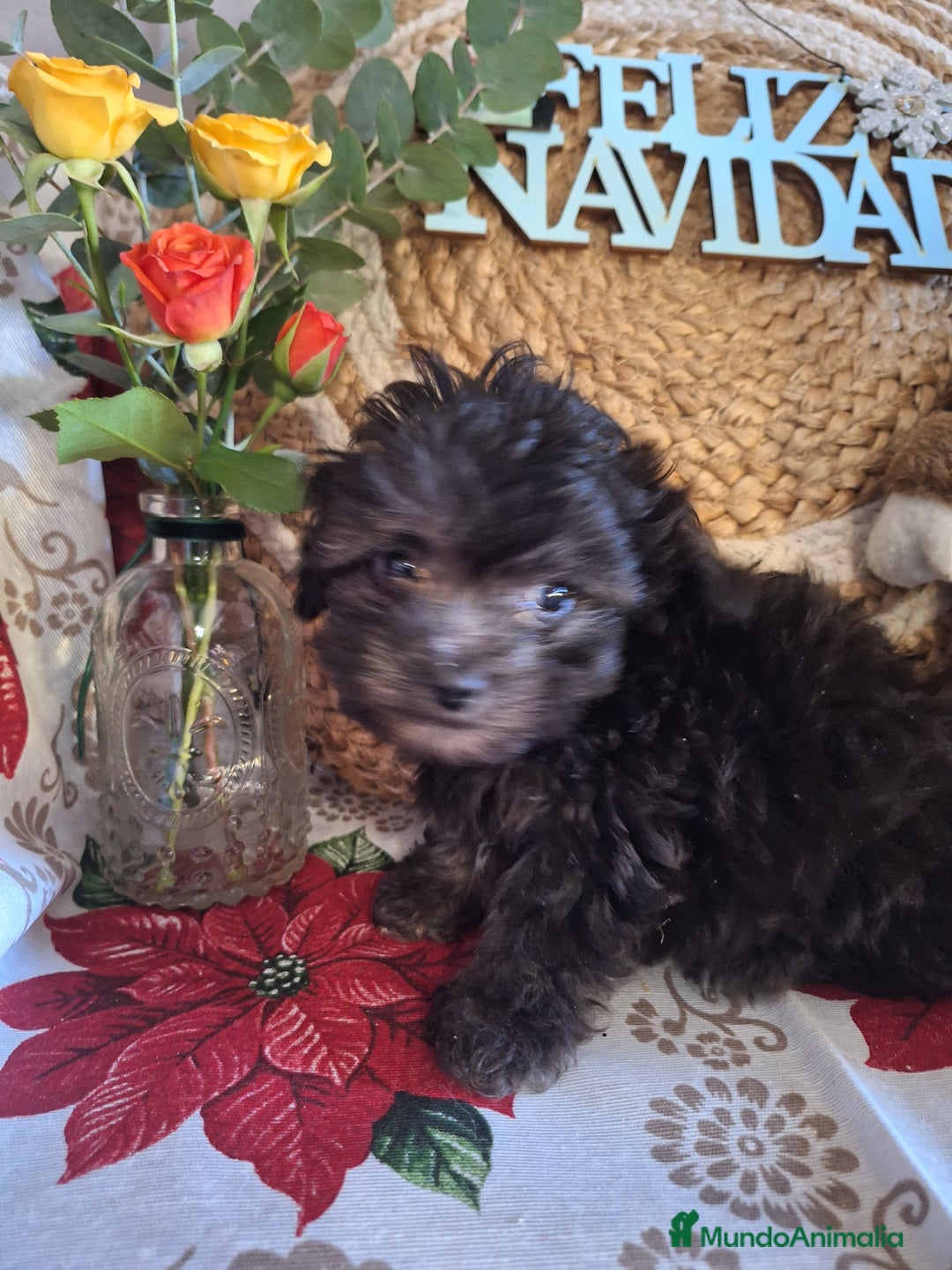 Maltipoo perros en venta: MALTIPOO TOY - Anuncio 3