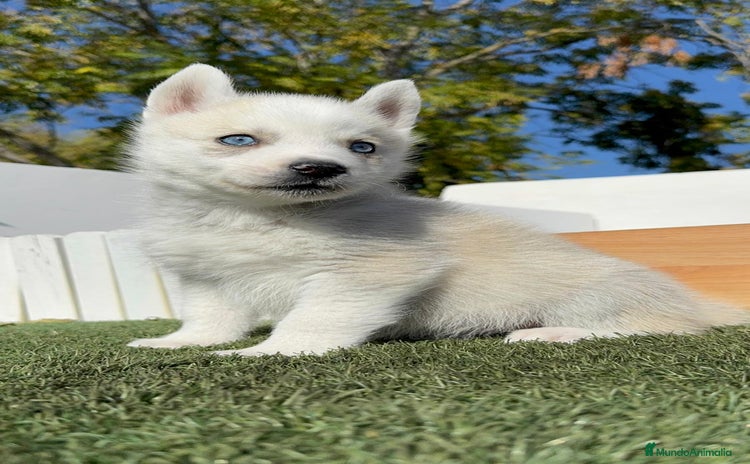 Husky Siberiano perros HUSKY SIBERIANO - Anuncio 1