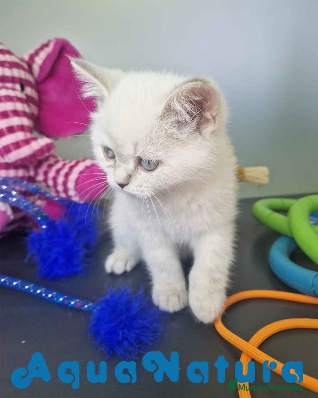 Británico de Pelo Corto gatos en venta: British Shorthair Hembra 7911 AQUANATURA - Imagen 4