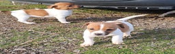 Jack Russell Terrier perros en venta: Jack russell  - Anuncio 7