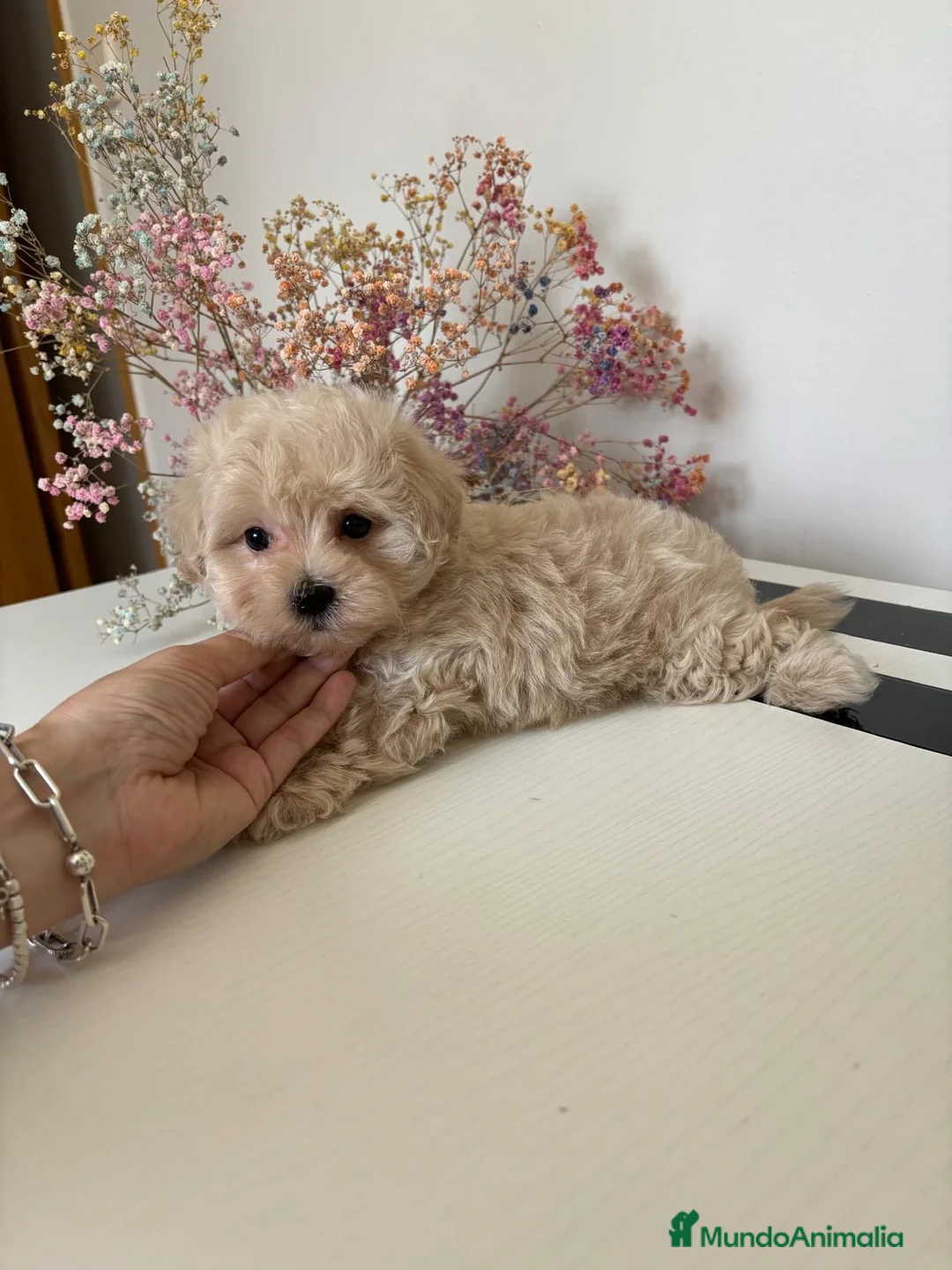 Maltipoo perros en venta: Maltipoo líneas asiáticas  - Anuncio 6