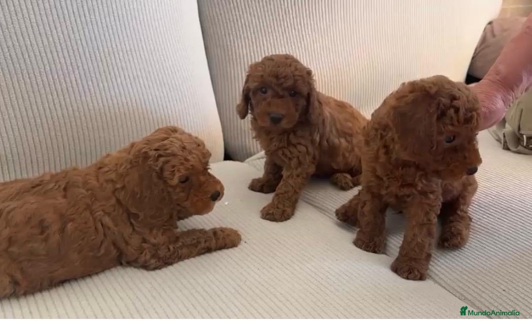 Caniche Toy perros Caniche rojos machos listos para entregar!!! - Anuncio 3