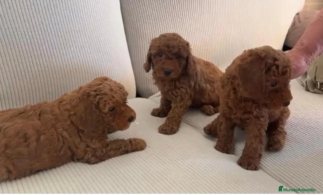 Caniche Toy perros en venta: Caniche rojos machos listos para entregar!!! - Anuncio 1
