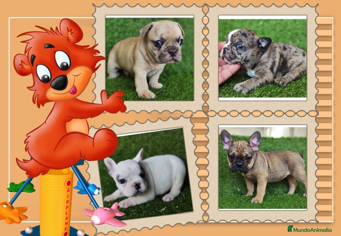 Bulldog Francés perros - Anuncio 3