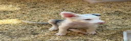 Border Collie perros en venta: Borde collie  - Anuncio 5