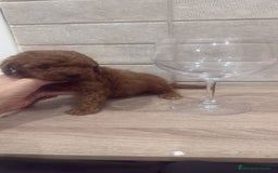Caniche Toy perros en venta: Caniche Toy rojo - Imagen 1