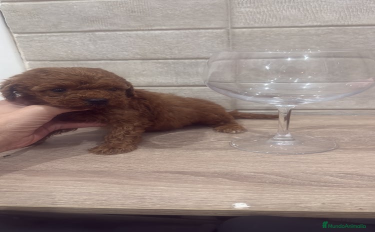Caniche Toy perros - Anuncio 1