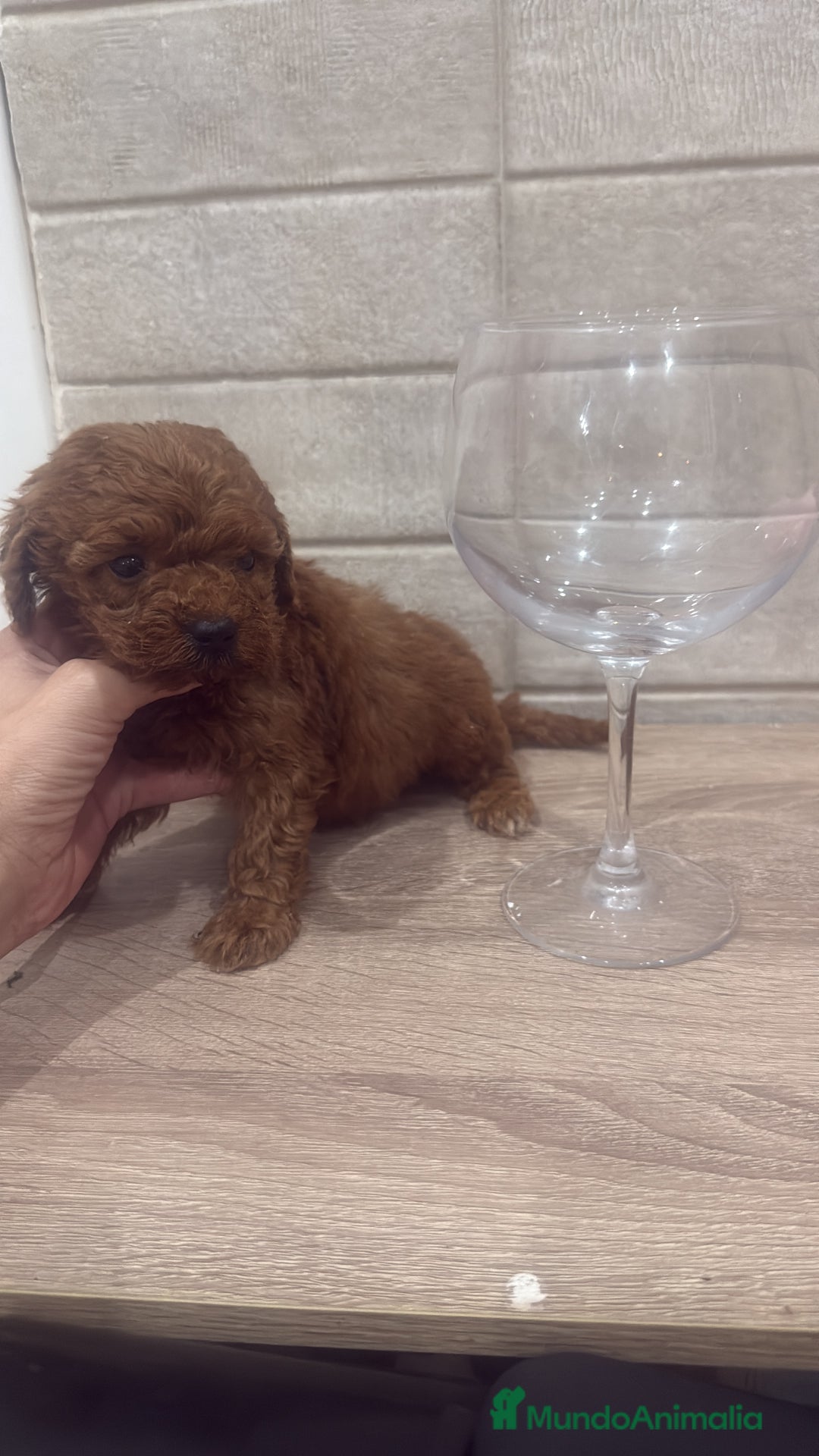 Caniche Toy perros en venta: Caniche Toy rojo - Imagen 1