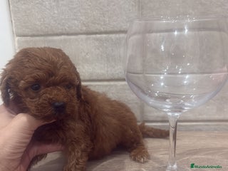 Caniche Toy perros - Anuncio 9