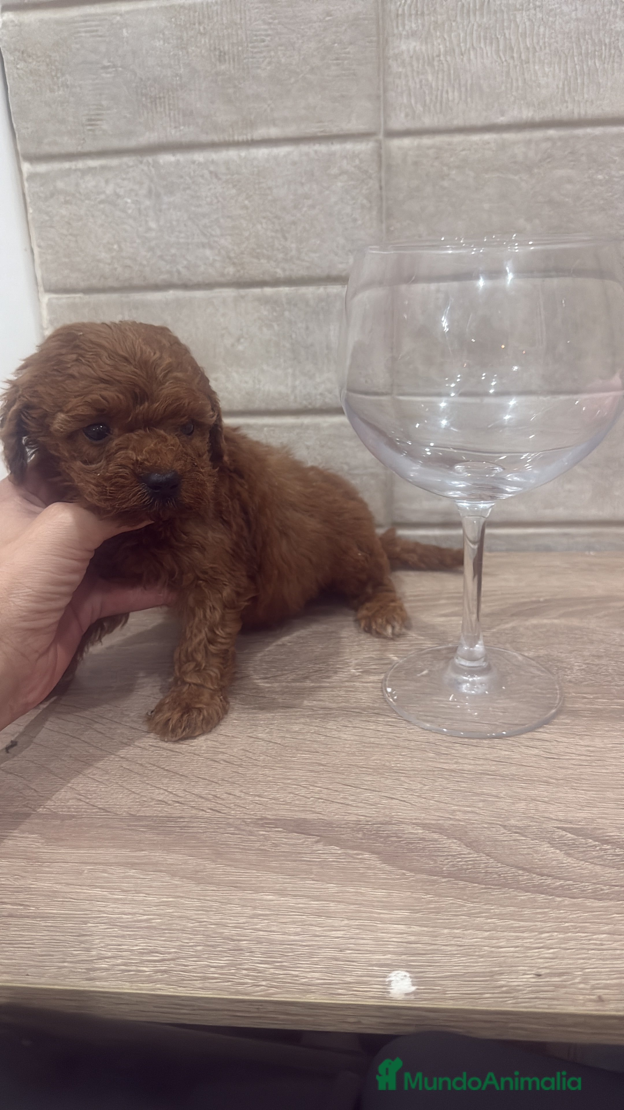 Caniche Toy perros en venta: Caniche Toy rojo - Anuncio 1