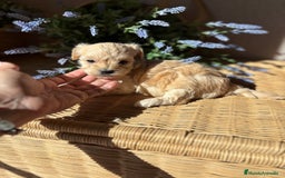 Maltipoo perros en venta: Maltipoo Hambra disponible !!! - Imagen 3
