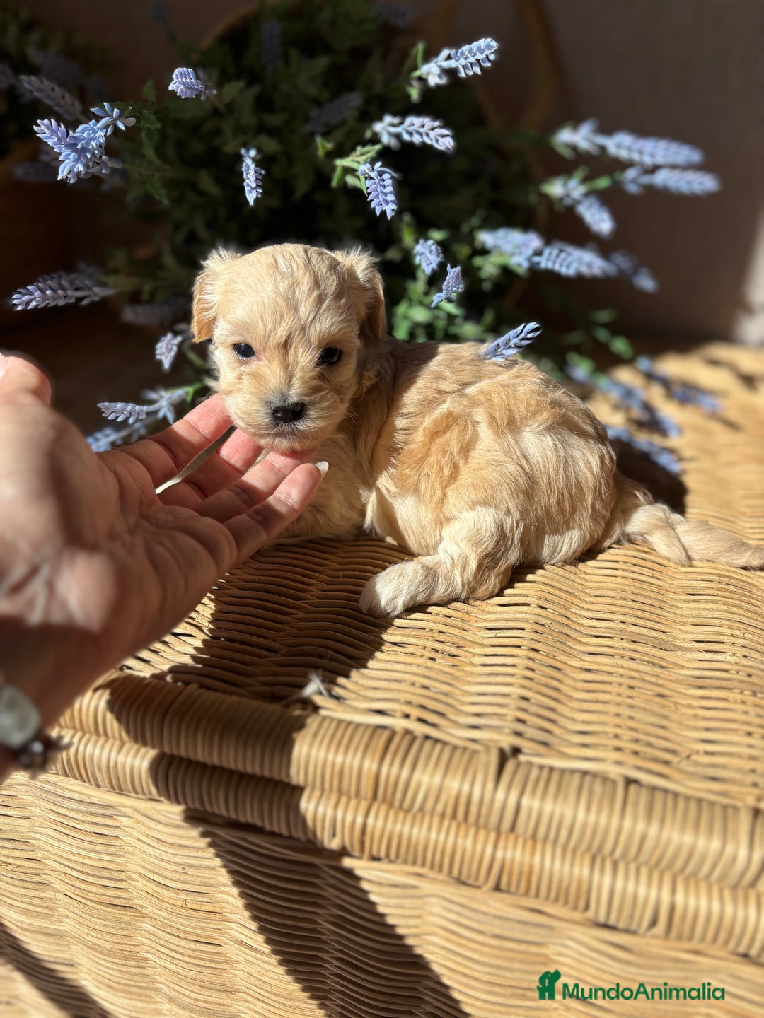 Maltipoo perros en venta: Maltipoo Hambra disponible !!! - Imagen 3