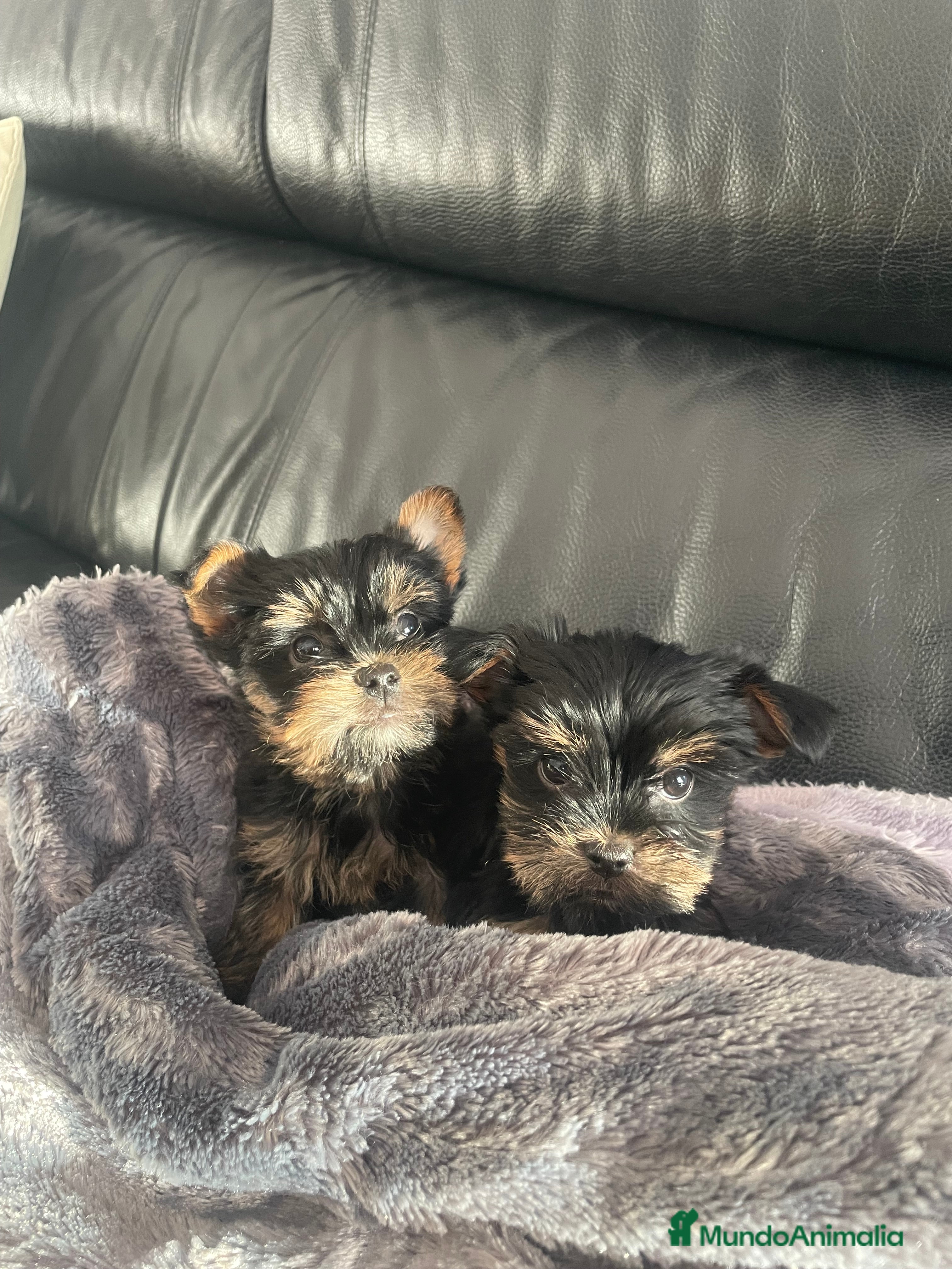 Yorkshire Terrier perros Yorkshire toy   en Tarragona - Anuncio 35