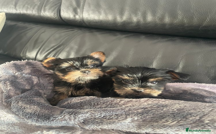 Yorkshire Terrier perros Yorkshire toy   en Tarragona - Anuncio 3