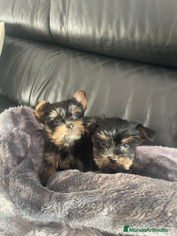 Yorkshire Terrier perros Yorkshire toy en Tarragona - Anuncio 3