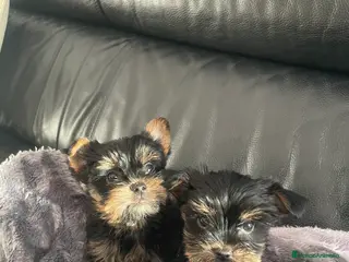 Yorkshire Terrier perros Yorkshire toy en Tarragona - Anuncio 6