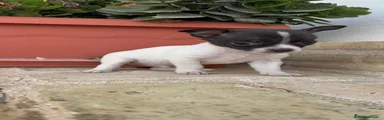 Chihuahua 1