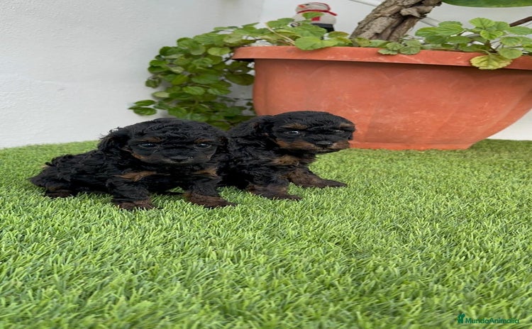Caniche Toy perros - Anuncio 4