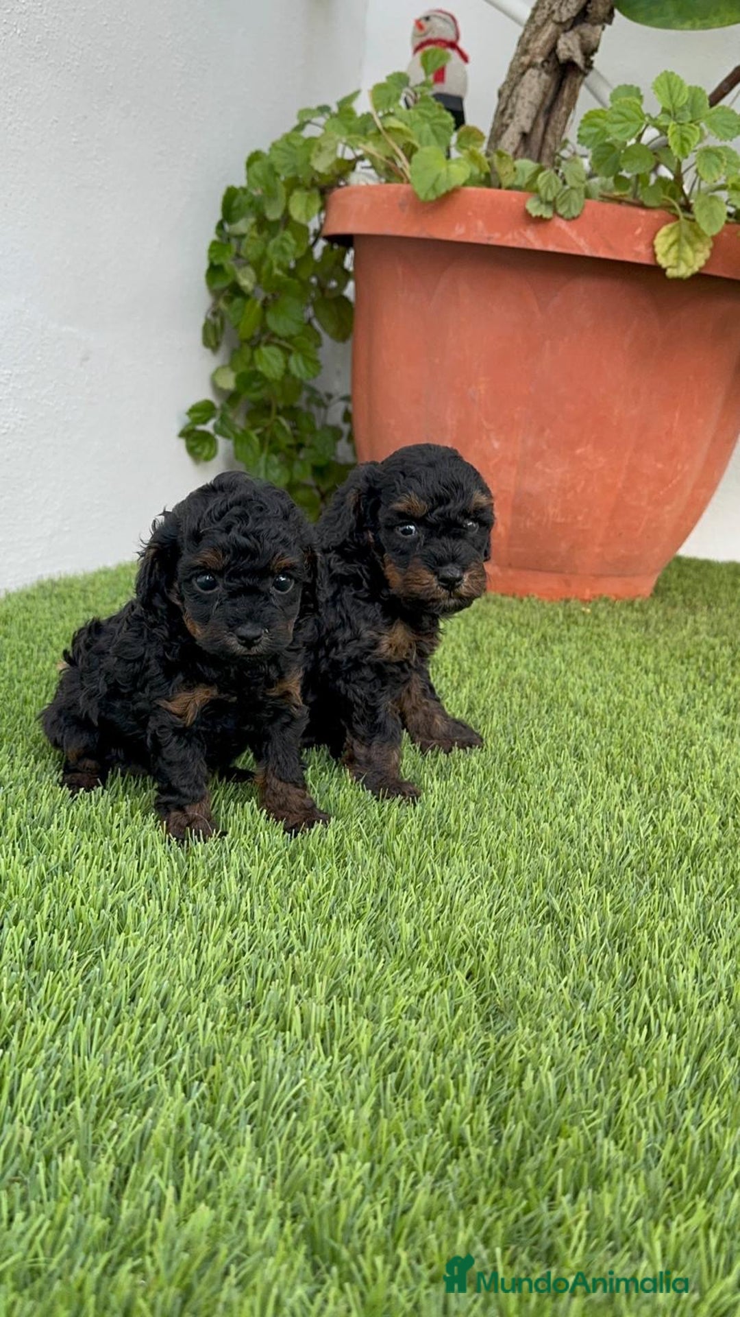Caniche Toy perros en venta: CANICHE TOY HEMBRA - Imagen 1
