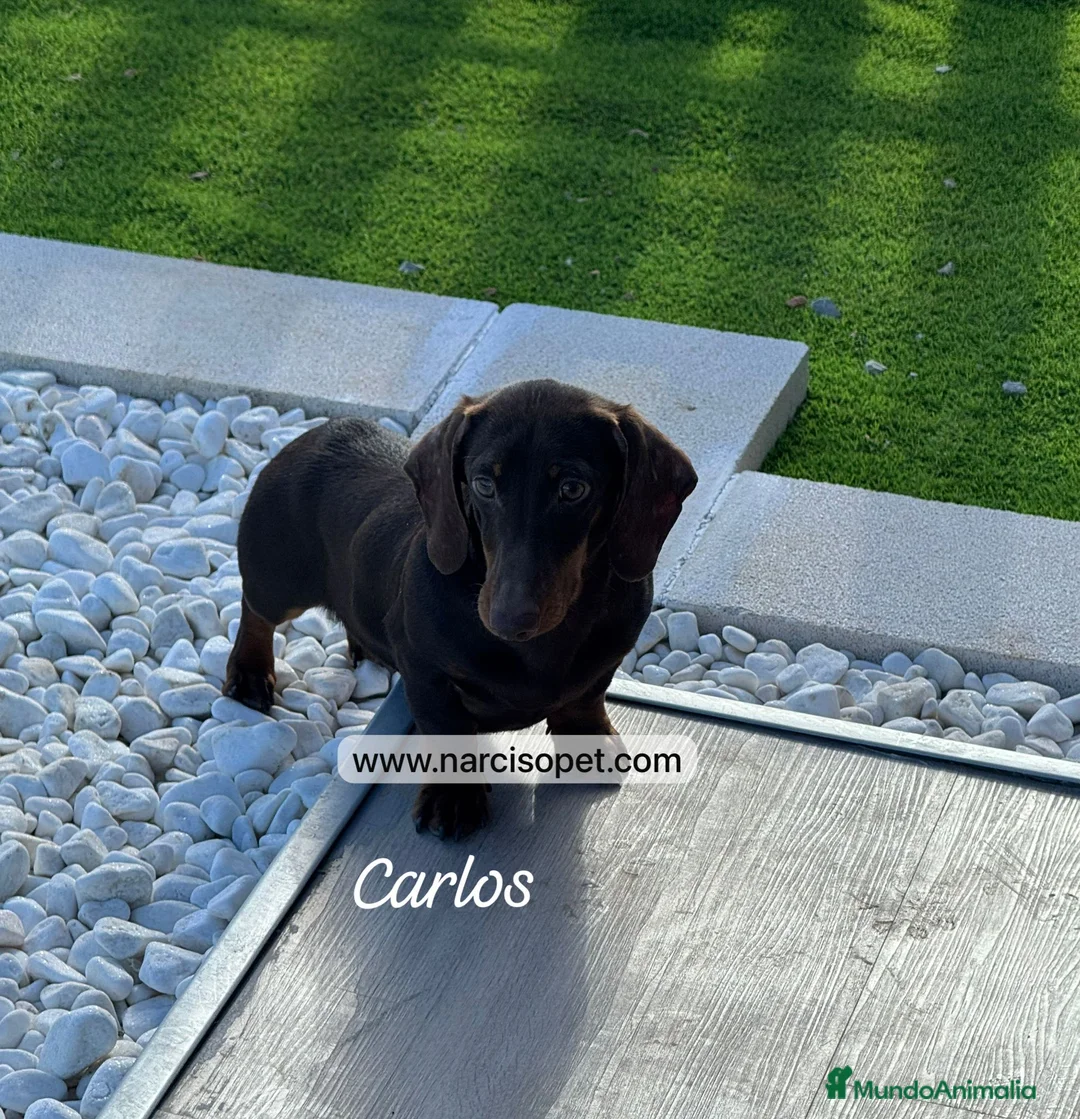 Teckel Miniatura perros en venta: TECKEL 4 MESES CHOCOLATE - Anuncio 1