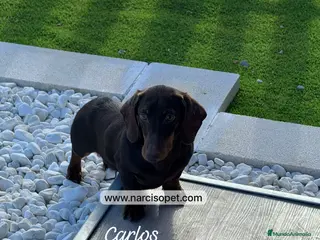 Teckel Miniatura perros TECKEL 4 MESES CHOCOLATE - Anuncio 6