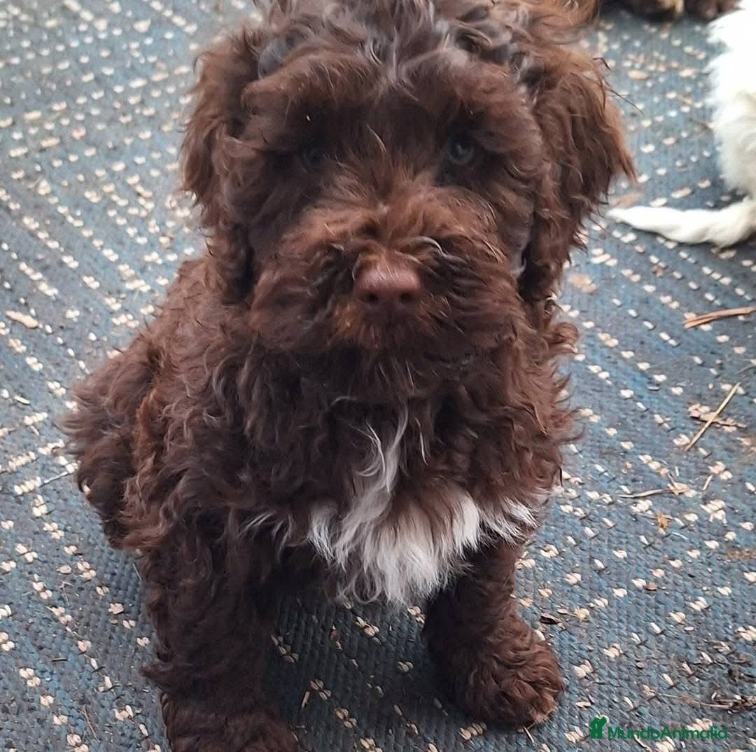 Perro de Agua Español perros en venta: PERRO DE AGUA PUPPY  - Anuncio 3
