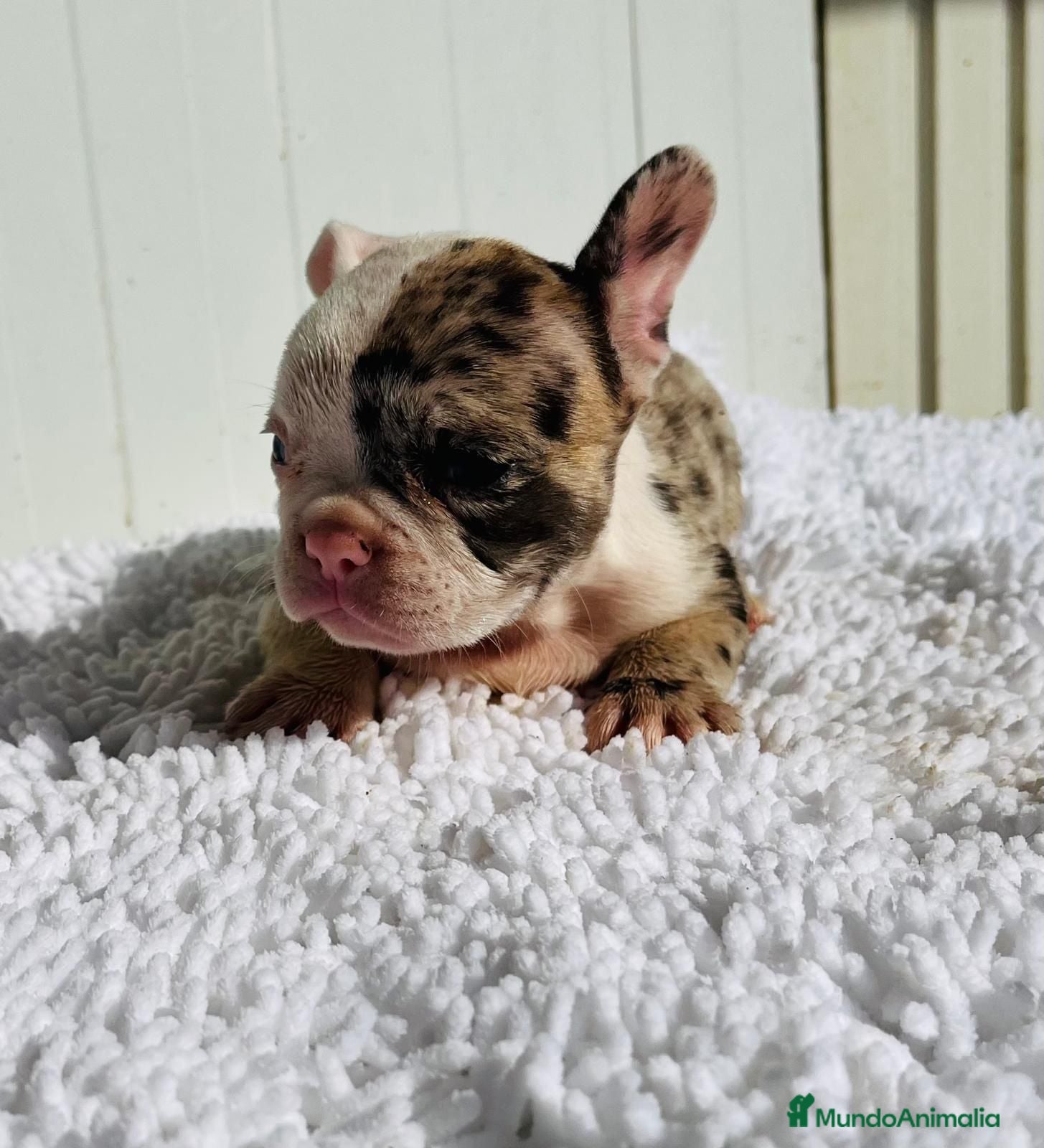 Bulldog Francés perros Bulldog frances Exotic - Anuncio 1