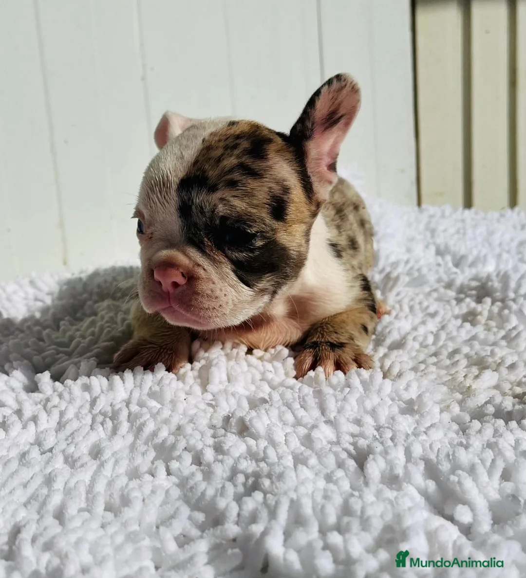 Bulldog Francés perros en venta: Bulldog frances Exotic - Anuncio 1