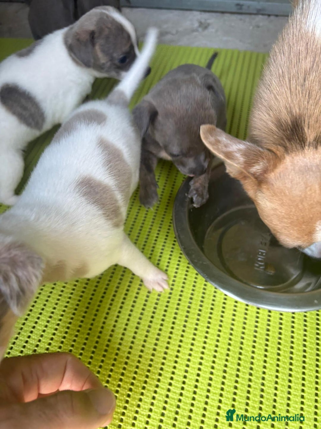 Chihuahua perros en venta: Chihuahua cabeza venado  - Imagen 10