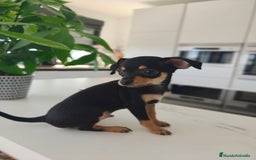 Pinscher Miniatura perros en venta: Mini pinchers  - Imagen 7