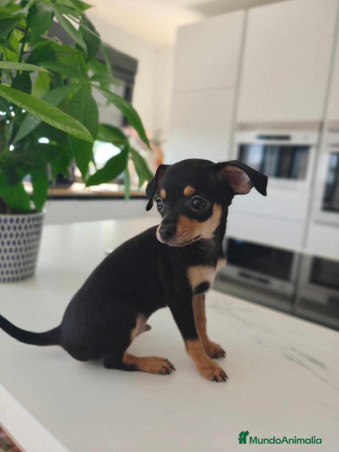 Pinscher Miniatura perros en venta: Mini pinchers  - Imagen 7