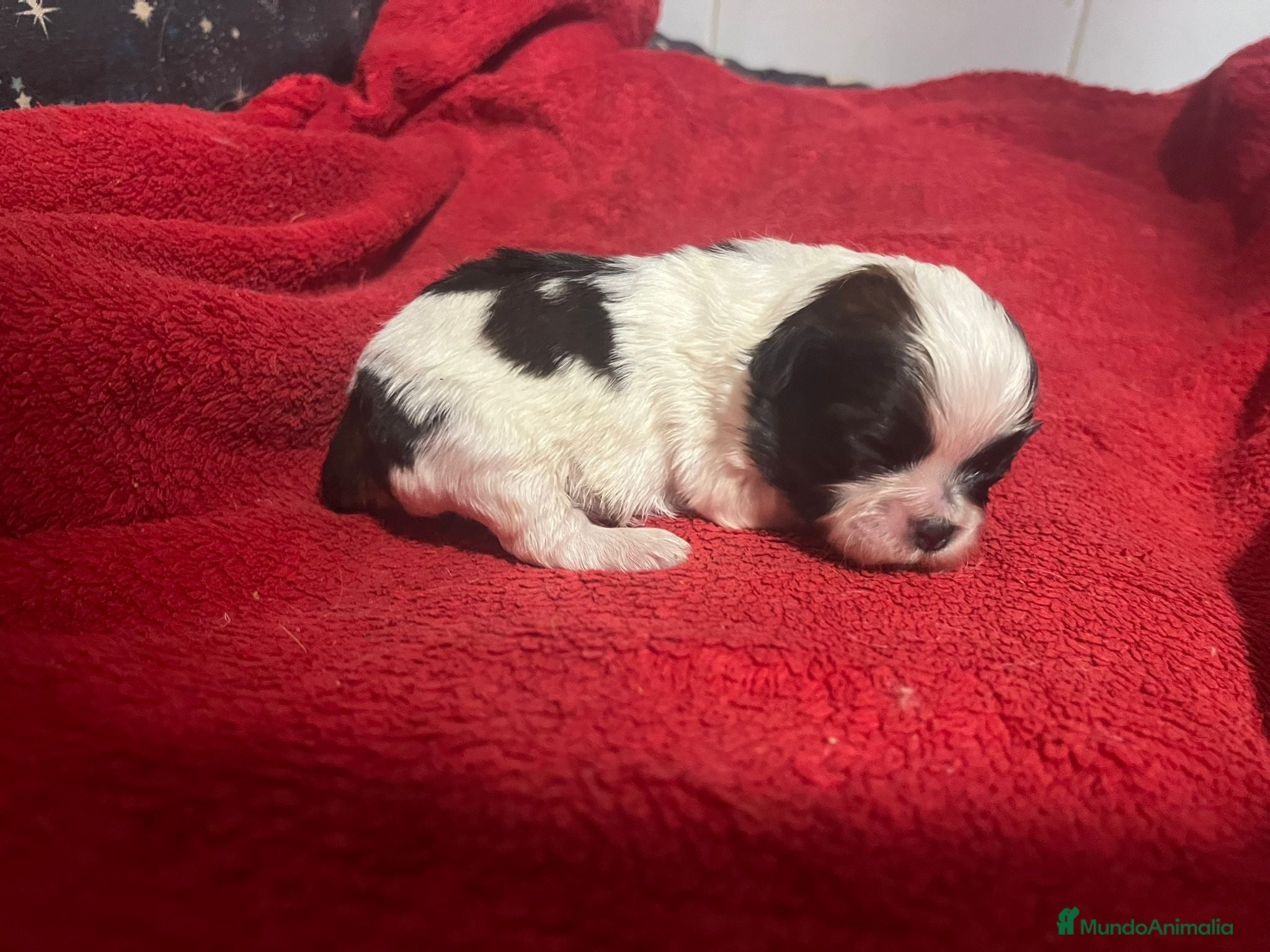Shih Tzu perros SHIH TZU ECCUSIVOS - Anuncio 1