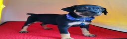 Pinscher Miniatura perros en venta: Pinscher puppy ( disponibles ) .  en Ciudad Real - Anuncio 3