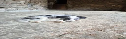 Border Collie perros en venta: Cachorros border collie! - Anuncio 3