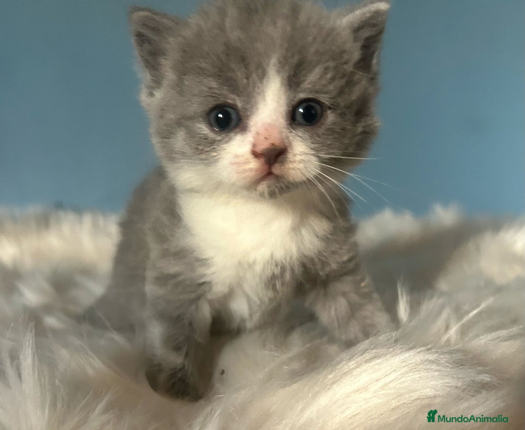 Británico de Pelo Corto gatos en venta: 🐱  Gatitos British Shorthair –  750 € 🐾 - Imagen 1