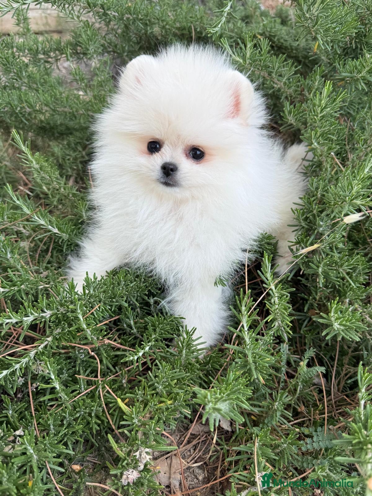 Pomerania perros en venta: Pomerania blanca toy - Anuncio 1